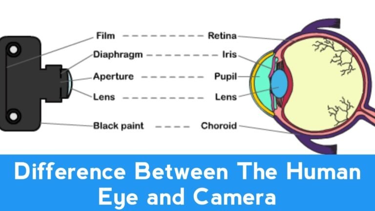 Difference Between The Human Eye And Camera